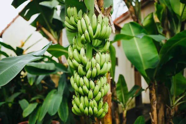 Bananas — Fotografia de Stock