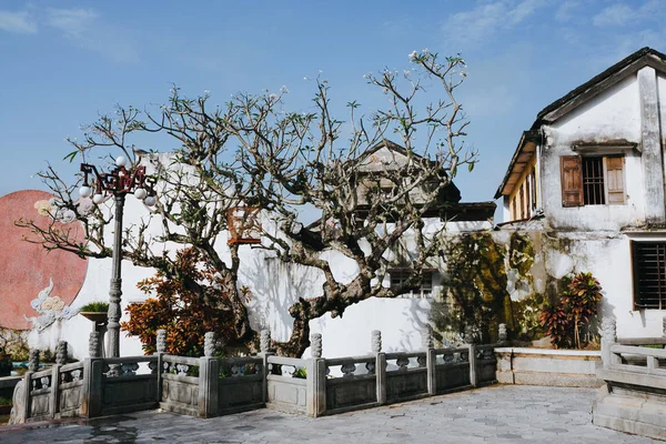 Árbol seco — Foto de Stock