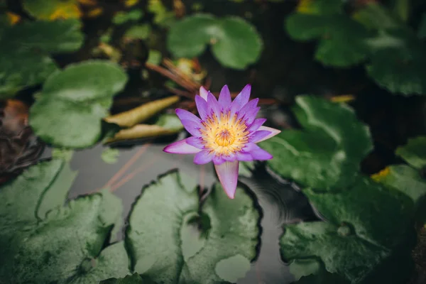 Flor de lótus — Fotografia de Stock