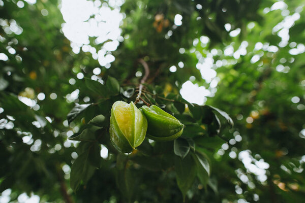 carambola