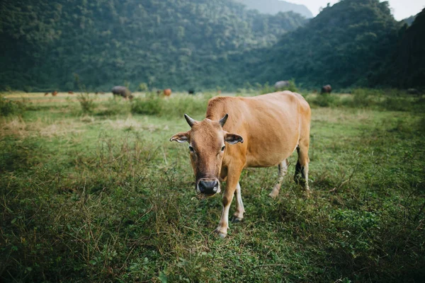 Sığırlar — Stok fotoğraf