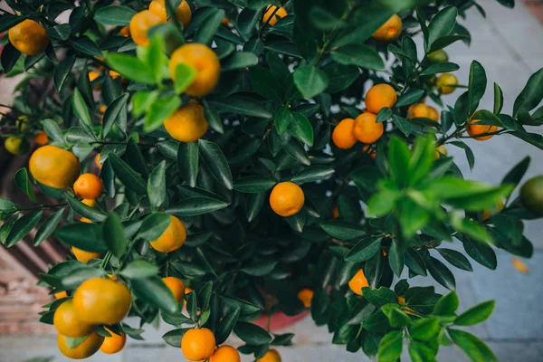 Mandarinen — Stockfoto