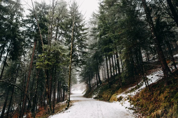 Forest — Stock Photo, Image