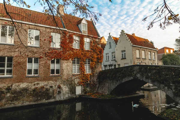 Labuť na canal — Stock fotografie