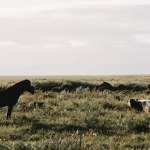 Chevaux et moutons
