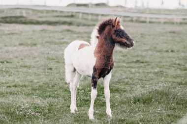 foal clipart