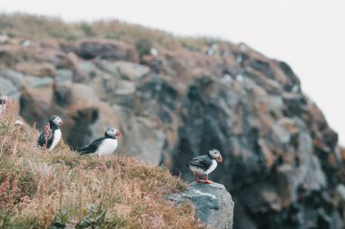 Puffins