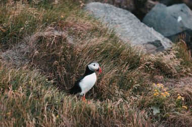 puffin bird clipart