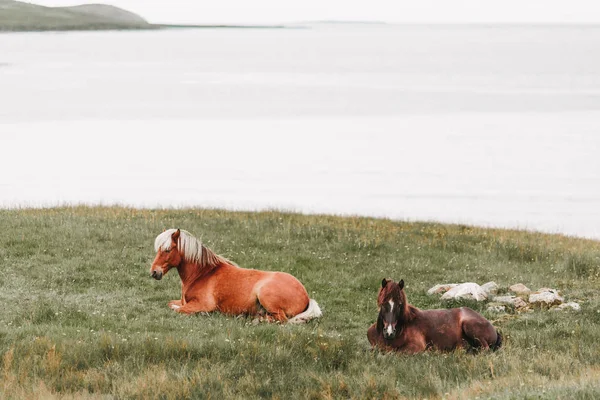 Paarden — Stockfoto