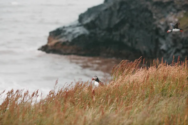 Puffins — Stock Photo, Image