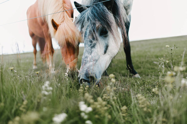 grazing