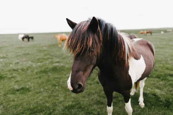 Pferd — Stockfoto