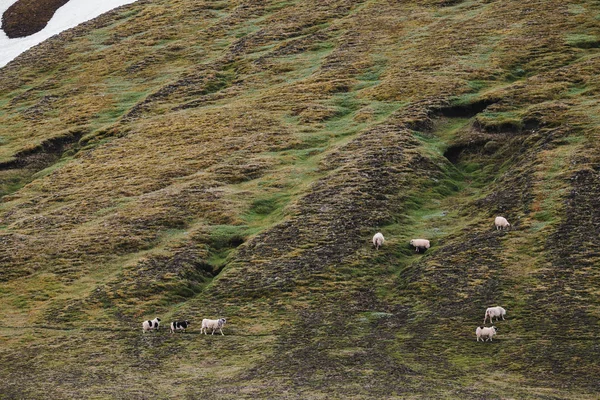 Sheep — Stock Photo, Image