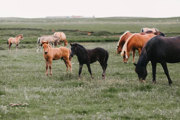 Grazing — Stock Photo, Image