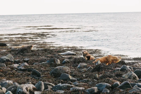 Sea lions — Fotografie, imagine de stoc