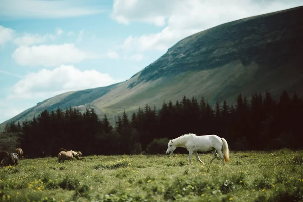 アイスランドの馬 — ストック写真