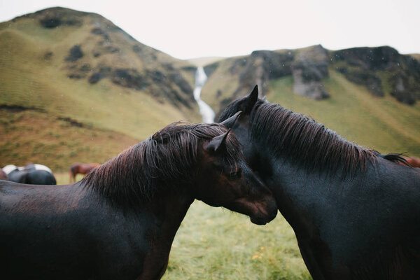 black horses