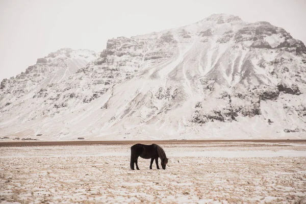 Pâturage des chevaux — Photo