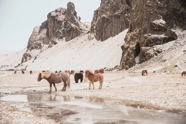 Pasture — Stock Photo, Image