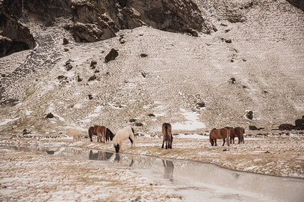 Vahşi yaşam — Ücretsiz Stok Fotoğraf