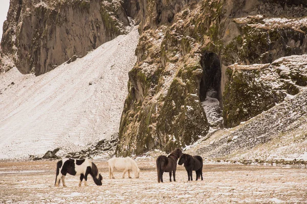 Animales — Foto de Stock