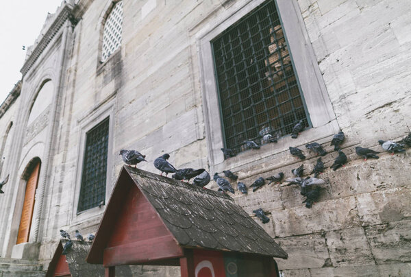 Pigeons