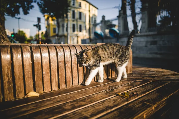 Schattige kat — Stockfoto