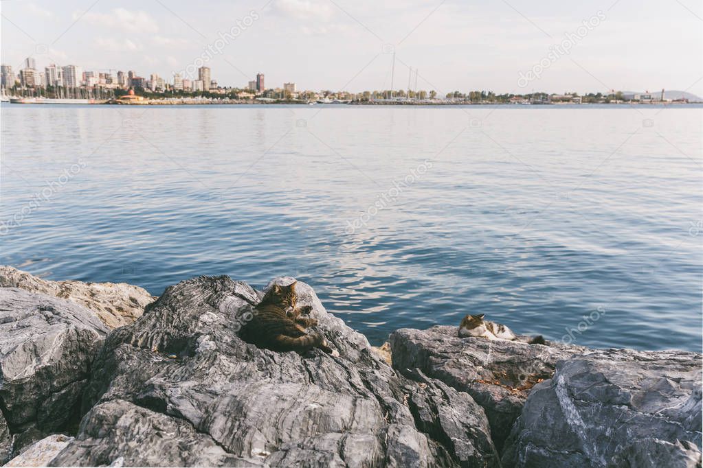 Bay Shore
