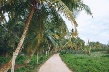 güzel manzarası ve palmiye ağaçlarının yol, mirissa, sri lanka boyunca