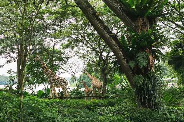 Girafas — Fotografia de Stock