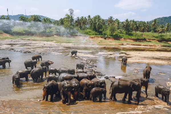 Elephants — Stock Photo, Image