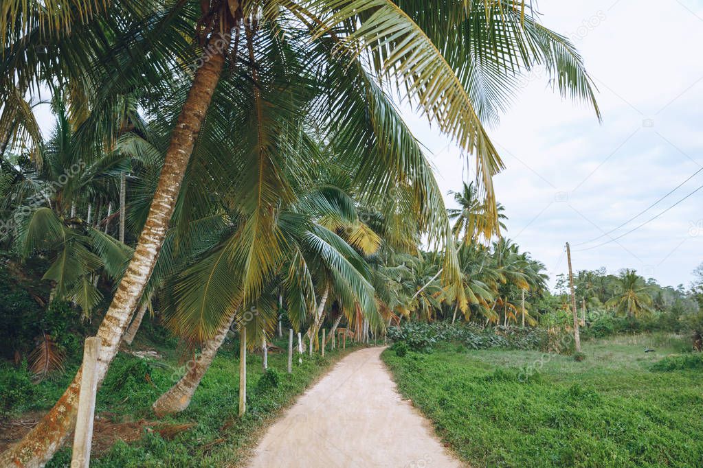 beautiful view of palm trees along path, mirissa, sri lanka
