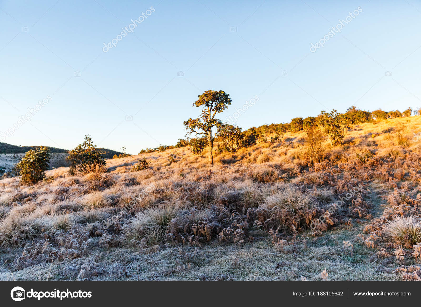 Um cervo em pé em um campo de grama alta foto – Imagem grátis sobre Animal  na Unsplash, image size:1600x1167