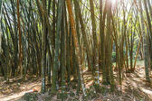rostliny bambusu
