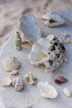 seashells clipart