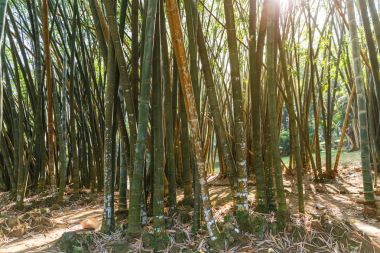 Bambu bitki