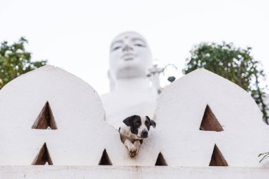 Köpek.