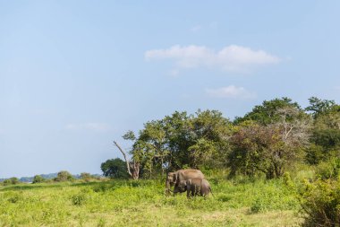 wild elephants clipart