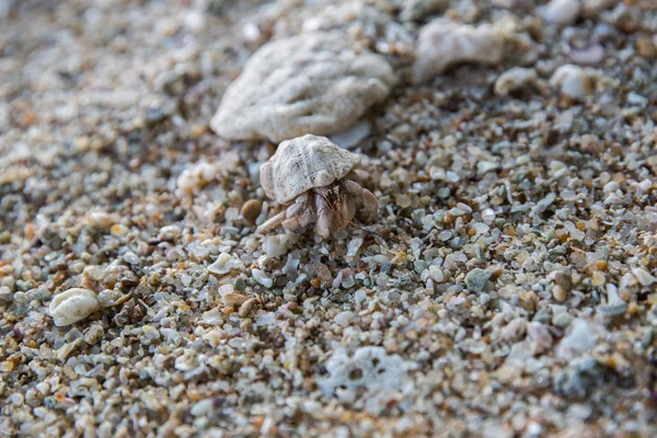 Crab — Fotografie de stoc gratuită