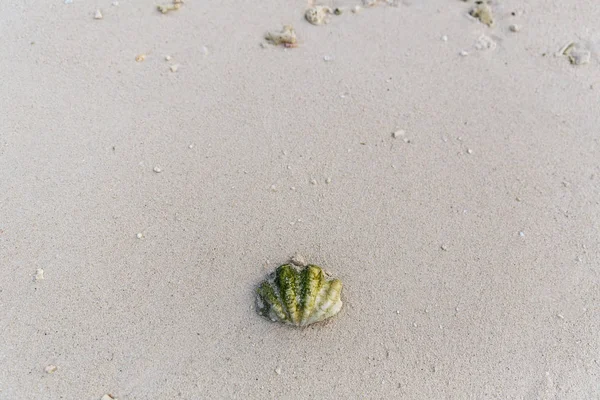 Deniz kabuğu — Ücretsiz Stok Fotoğraf
