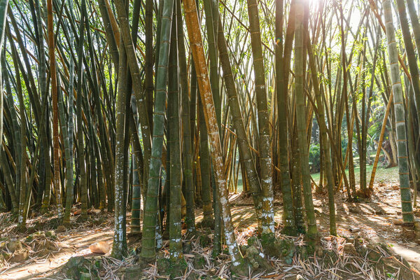 bamboo plants