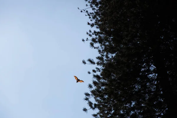 Morcego. — Fotografia de Stock