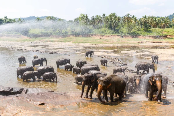 Gajah — Stok Foto