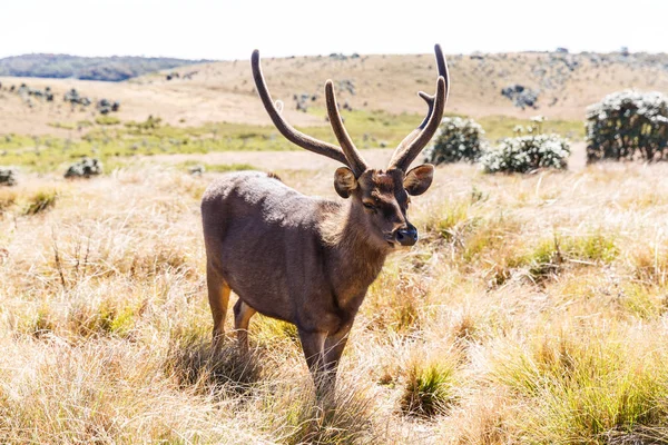 Wild deer — Stock Photo, Image