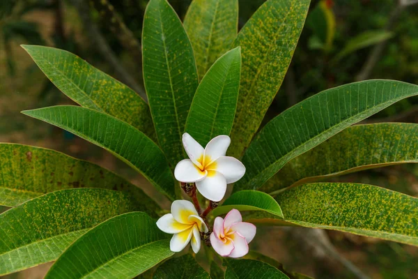 Fiori selvatici — Foto Stock