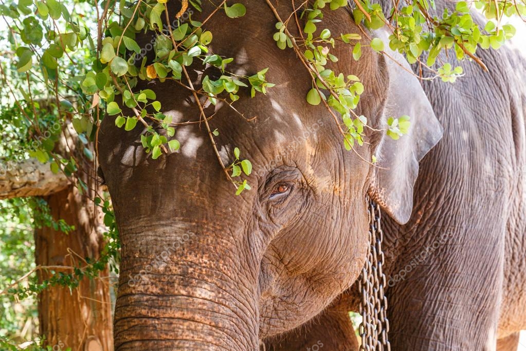 elephant #hashtag