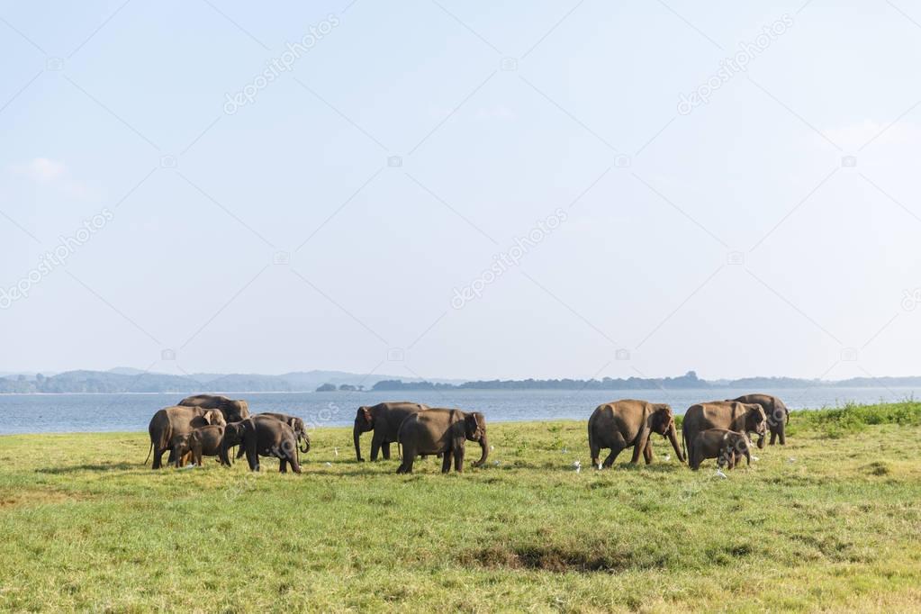 wild elephants