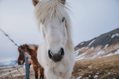 icelandic horse clipart
