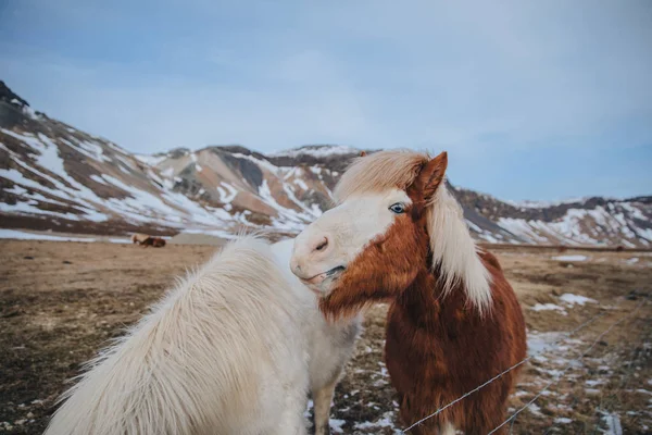 Fantastiska hästar — Gratis stockfoto
