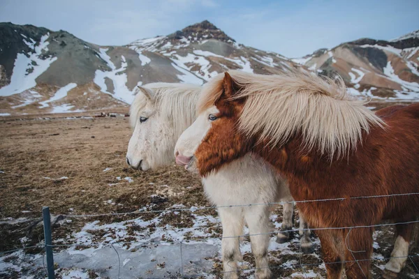 Prachtige dieren — Gratis stockfoto